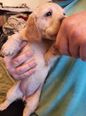 Labrador-spániel keverék kölyök -  szuka