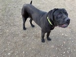 Cane Corso - fiatal kan