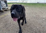 Cane Corso - fiatal kan