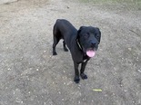 Cane Corso - fiatal kan