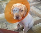 Labrador retriever - 2 hónapos kan