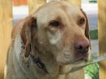 Labrador retriever - 7 éves szuka