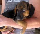Beagle keverék - 3 hónapos szuka