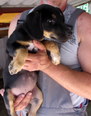Beagle keverék - 3 hónapos szuka