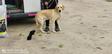 Labrador retriever - 1 éves kan