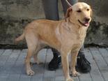 Labrador retriever - 2 éves szuka