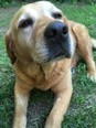 Labrador keverék - 10 éves szuka