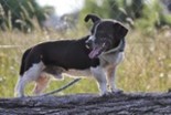 Tacskó-bulldog keverék - 2 éves kan