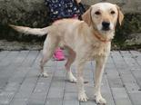 Labrador retriever jellegű - 3 éves szuka