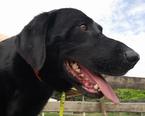 Labrador retriever jellegű - 5 éves kan