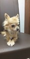 Chihuahua toy - 6 éves kan