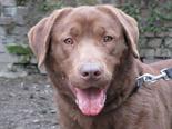 Labrador retriever - 3 éves szuka