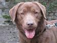 Labrador retriever - 3 éves szuka