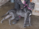 Staffordshire terrier - 8 hónapos kan