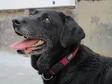 Labrador retriever - 8 éves szuka