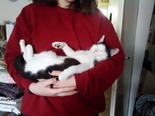 Házi macska - 5 hónapos kandúr