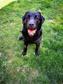 Labrador retriever - 5 éves kan