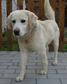 Labrador retriever jellegű - 2 éves kan