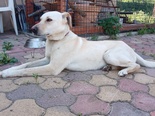 Labrador - 2 éves szuka
