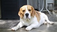 Beagle - 3 éves kan