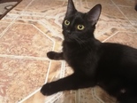Fekete cica kandúr