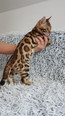 Bengáli cica - 9 hónapos szuka