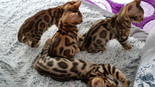 Bengáli cica - 9 hónapos szuka
