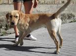 Labrador retriever jellegű - 3 éves kan
