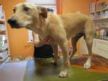Labrador retriever jellegű - 7 hónapos szuka