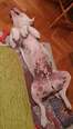 Argentín dog keverék  - 2 éves kan