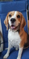 Beagle - 2 éves szuka