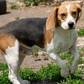 Beagle - 1 éves kan