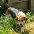 Beagle - 1 éves kan