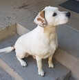 Beagle keverék - 5 éves szuka