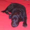 Labrador - 5 hónapos kan