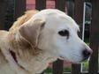 Labrador retriever - 9 éves kan