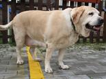 Labrador retriever - 8 éves szuka