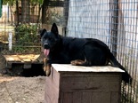 Rottweiler keverék - 3 éves szuka