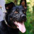 Rottweiler keverék - 3 éves szuka