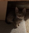 Házi macska - 2 kandúr, 1 nőstény