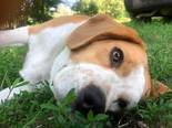 Beagle jellegű - 6 éves szuka