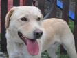 Labrador retriever - 1 éves kan