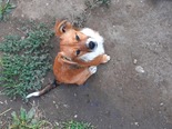 Chihuahua - 8 hónapos szuka