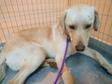 Labrador retriever jellegű - 10 hónapos kan