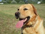Labrador retriever  - 3 éves kan