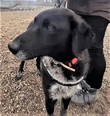 Labrador keverék - 3 éves szuka