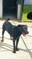Rottweiler jellegű - 18 hónapos szuka