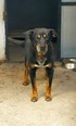 Rottweiler keverék - 13 éves szuka