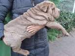 Shar pei - 2 kan, 2 szuka