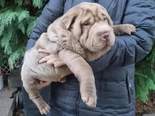 Shar pei - 2 kan, 2 szuka